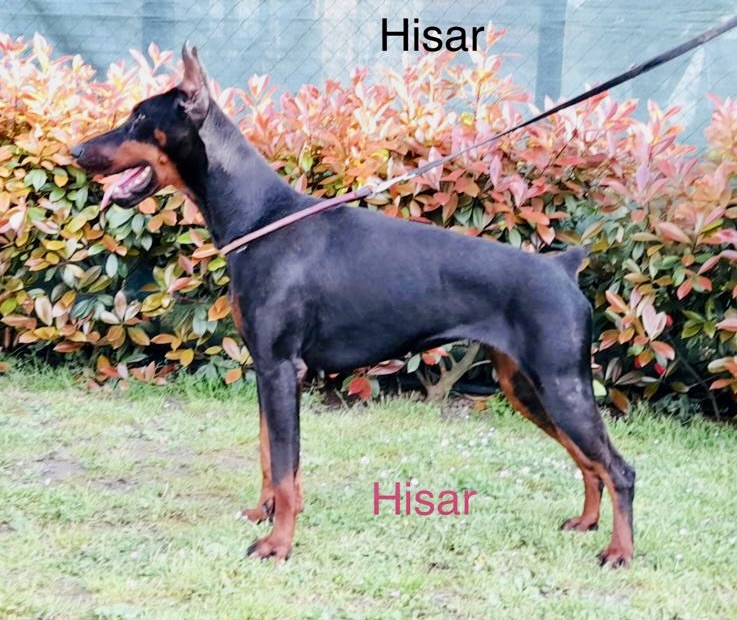 Aria Dobermans Hisar DI Casa Montenegro